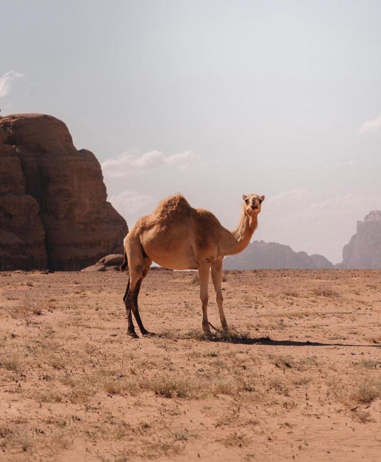 Rum Crystal Luxury Camp Wadi Rum Extérieur photo